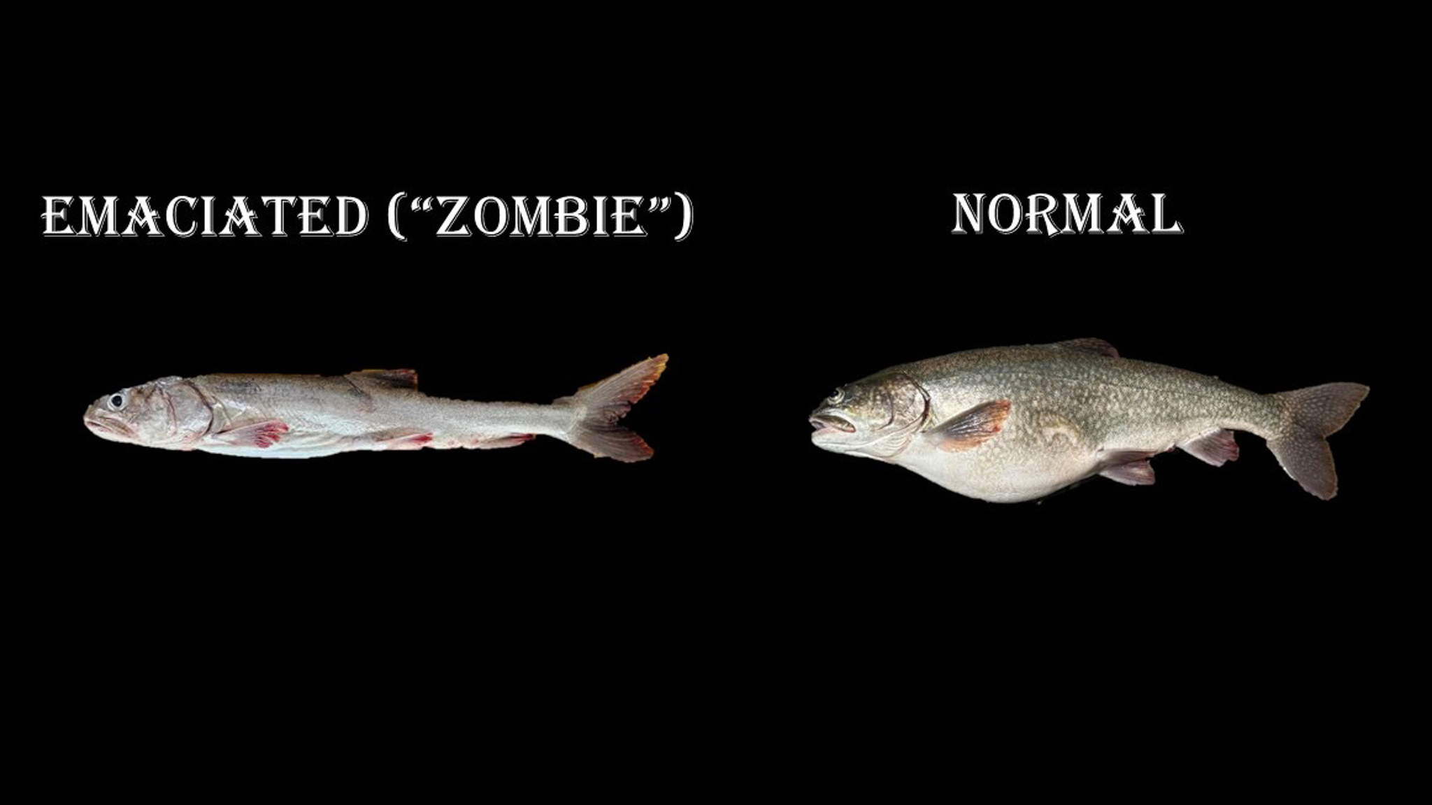 emaciated vs normal lake trout