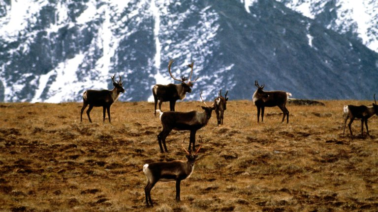 A caribou herd in the Yukon.