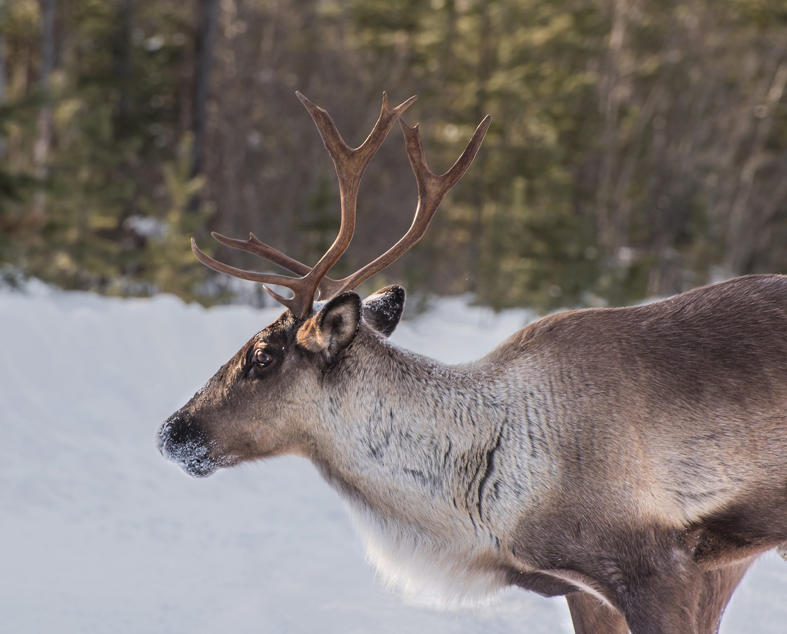 A bull woodland caribou in the forest.