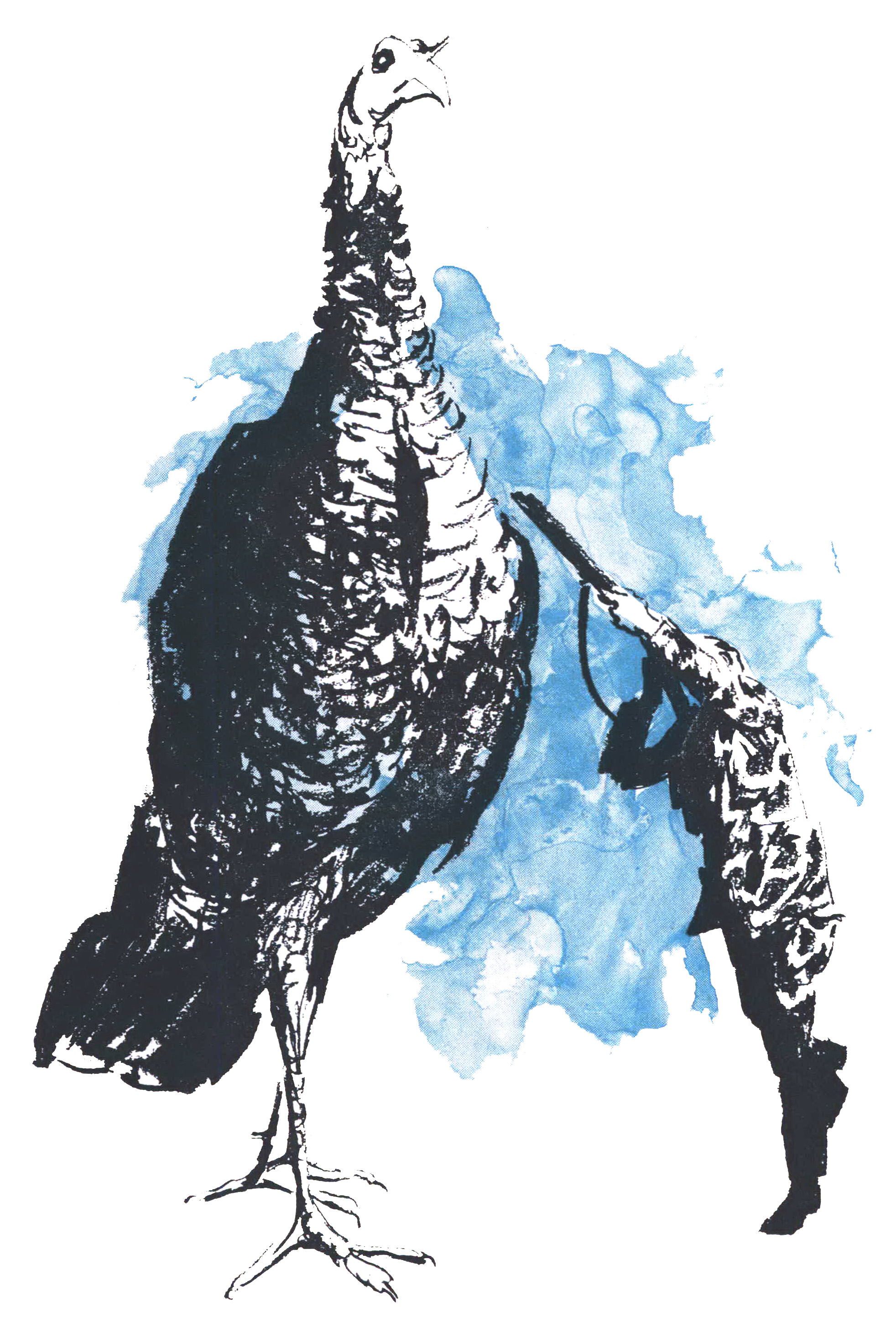 A turkey walking while a hunter aims his shotgun