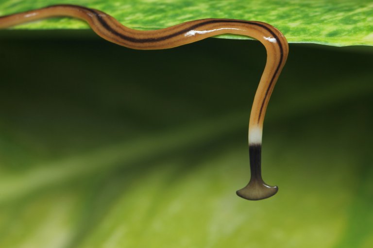 Hammerhead Flatworm