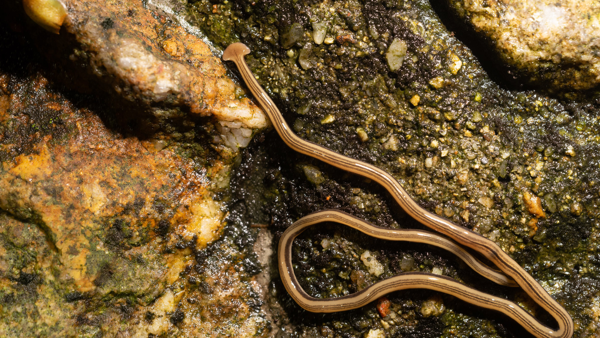 hammerhead flatworm on a rock