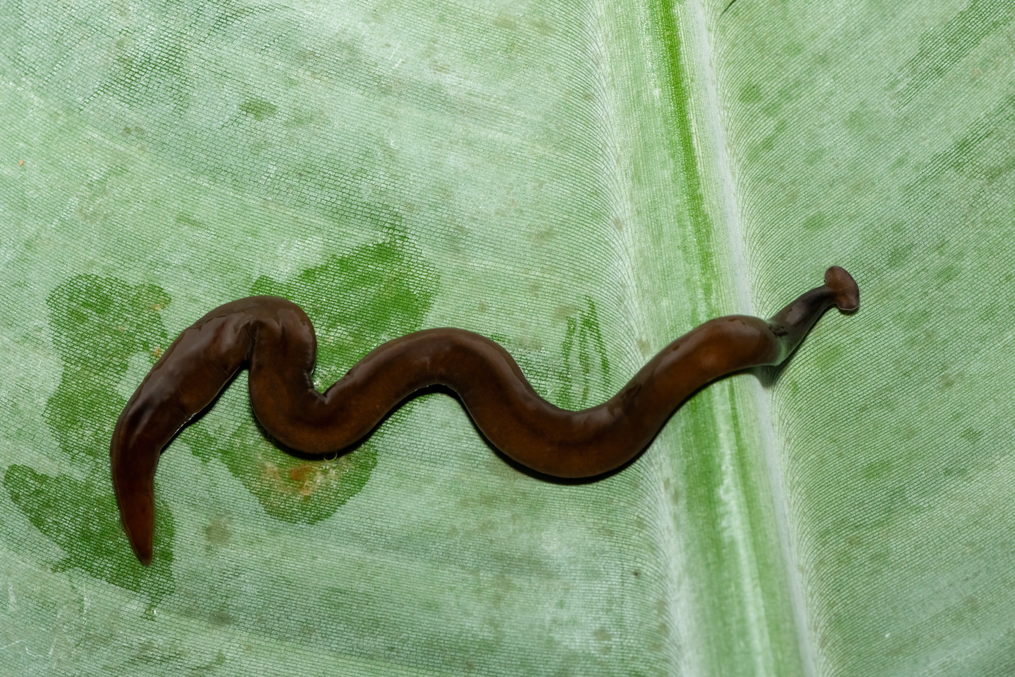 A fat hammerhead flatworm on a leaf