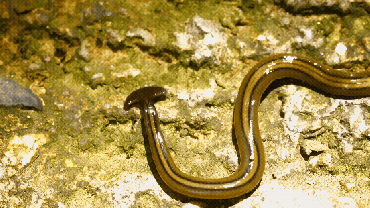 'Don't Lick the Worms.' Hammerhead Flatworms Are Invasive and Toxic ...
