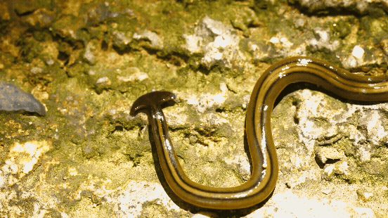 hammerhead worm crawling
