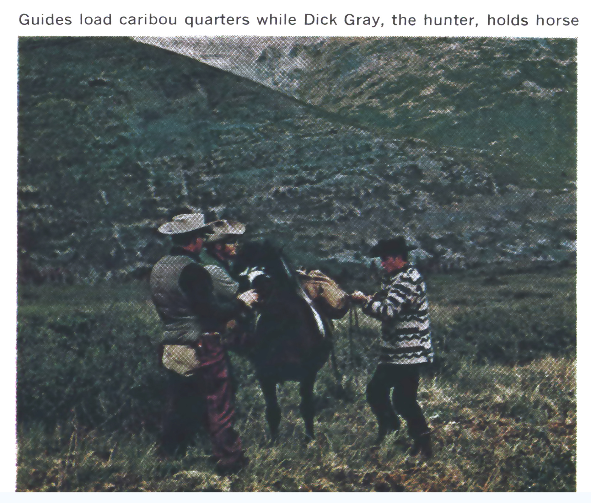 an old color photo of packing caribou quarters on a horse.