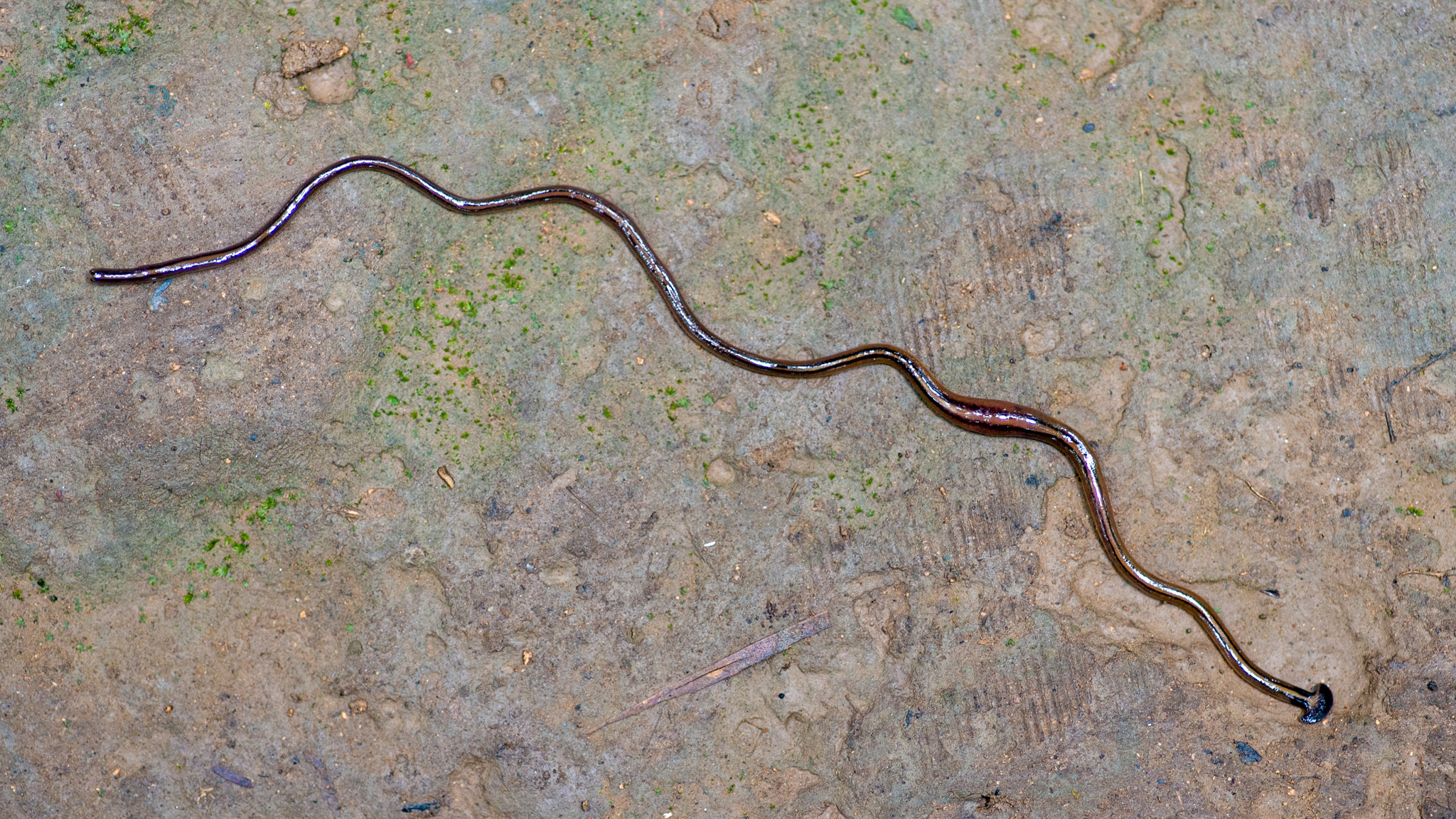 hammerhead flatworm on the ground outside