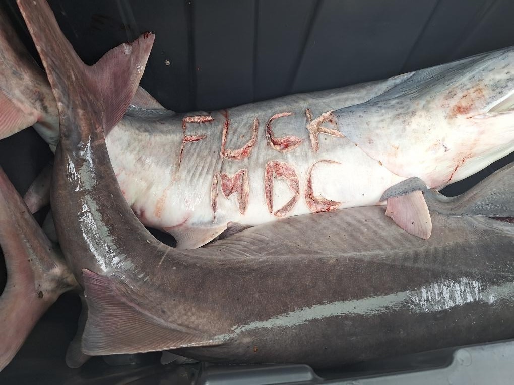 A paddlefish in a boat that reads "F--k MDC"