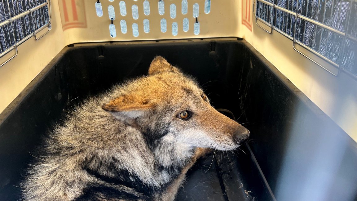 A Mexican wolf in a crate.
