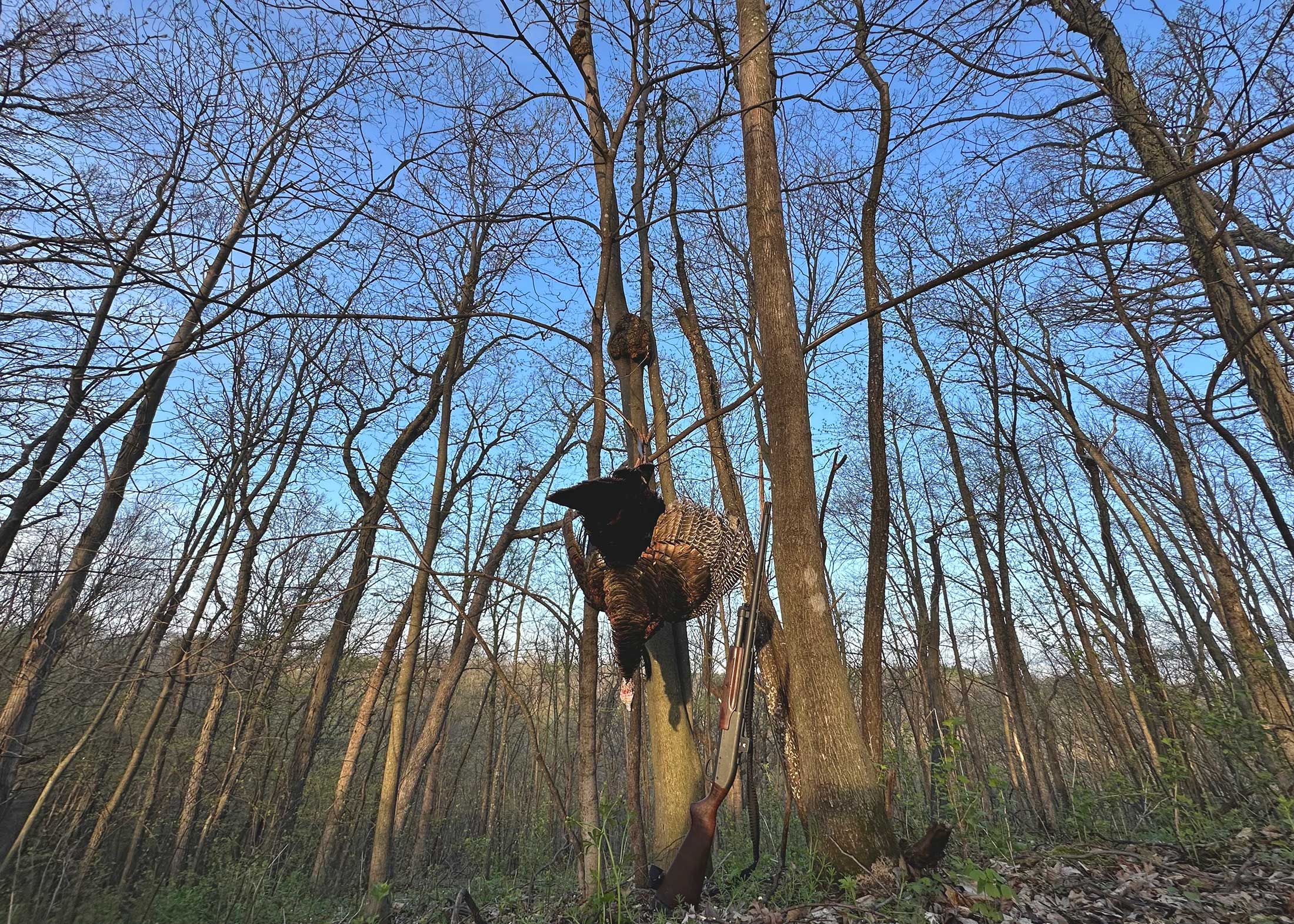 minnesota turkey hunting