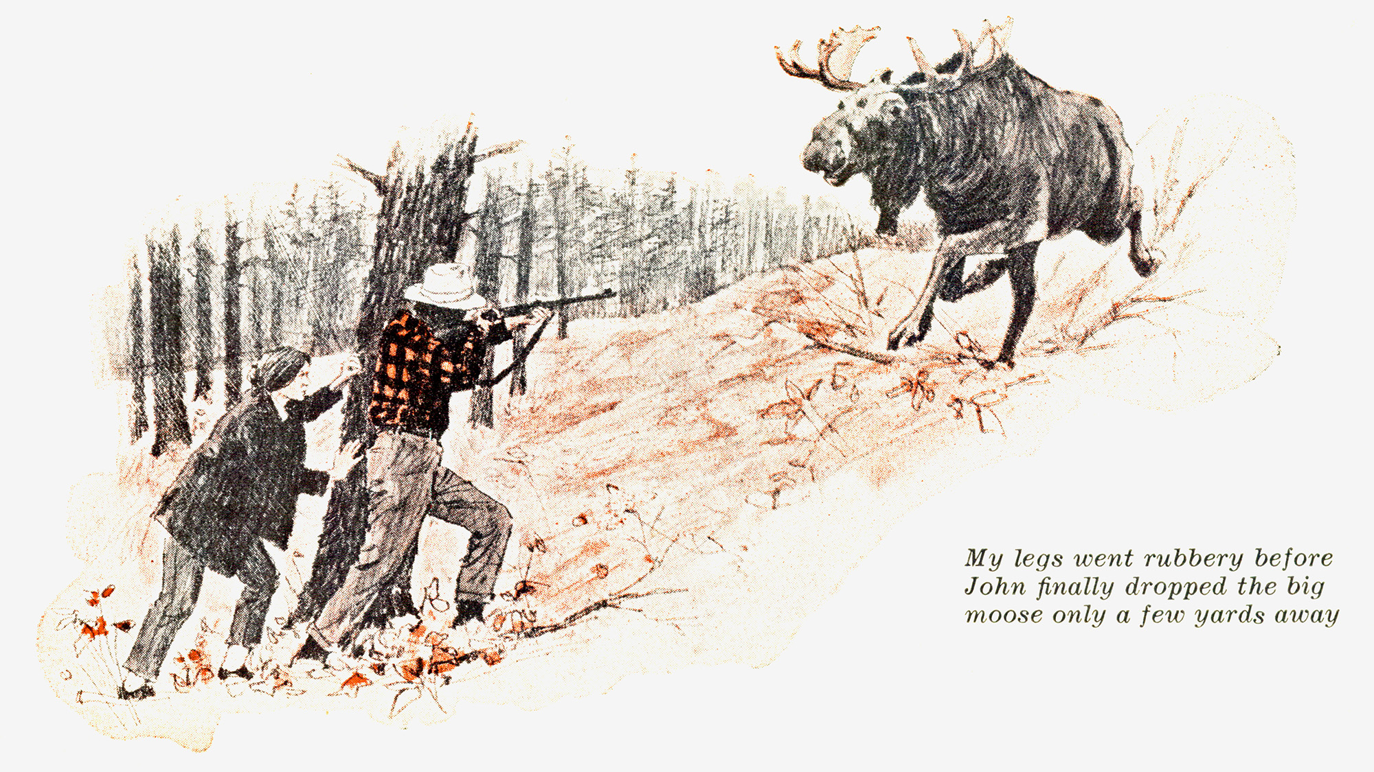 An illustration of a couple hiding behind a tree with a moose chargin