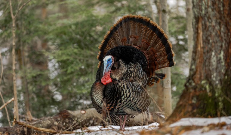 A mountain turkey strutting in the woods