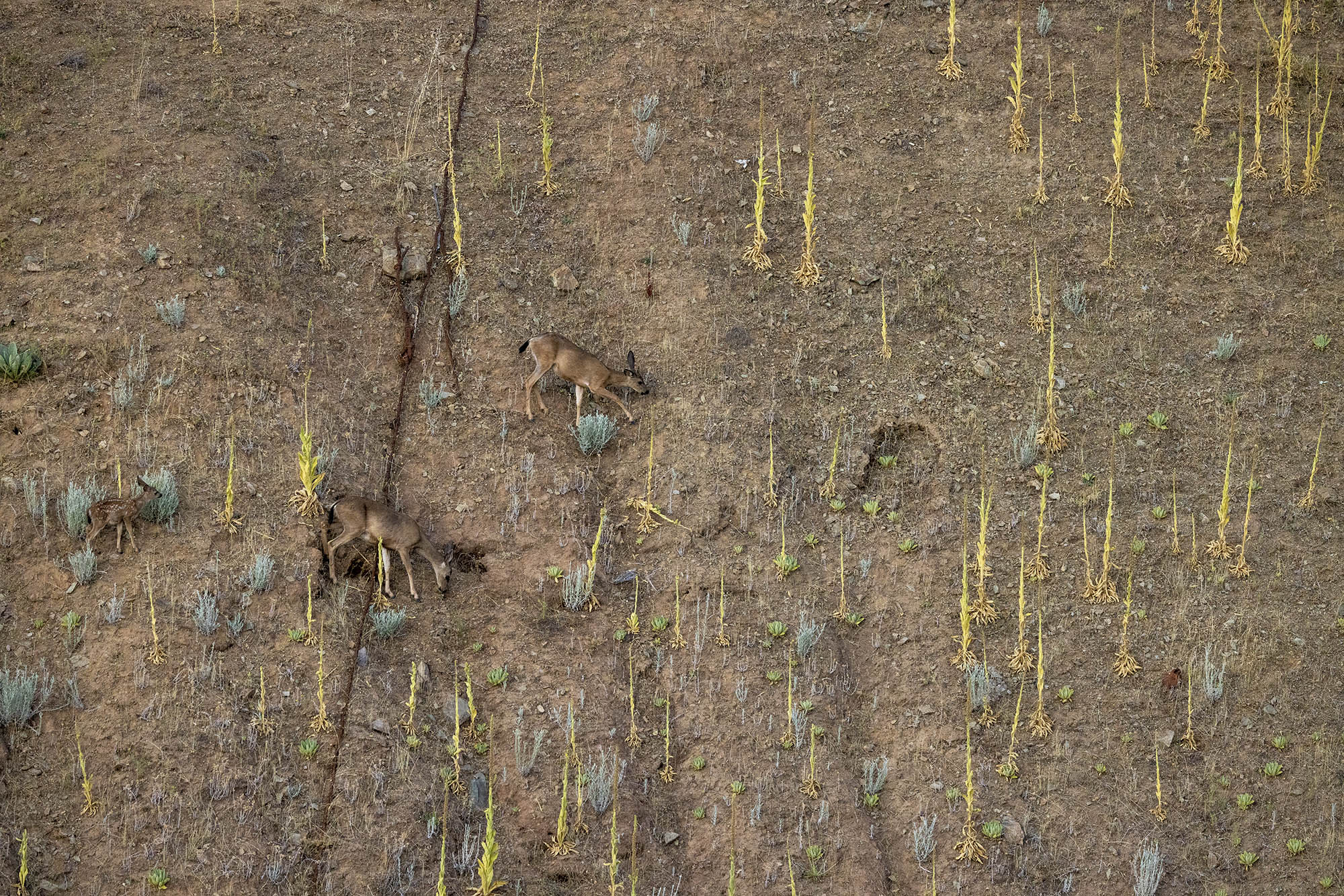 Deer walk on steep formerly submerged land over drought-stricken Lake Oroville in California.