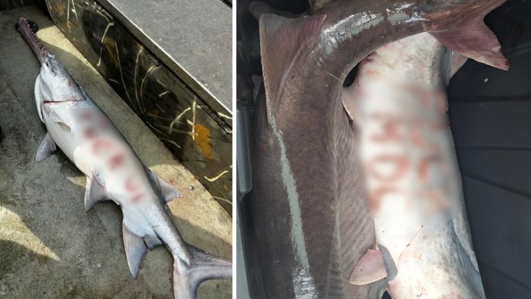 Mutilated fish caught on Lake of the Ozarks.