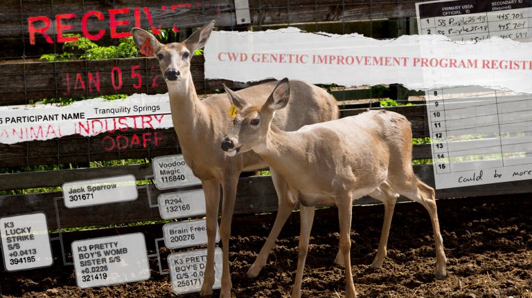 A photo illustration of two captive deer in the context of oklahoma releasing wild deer.