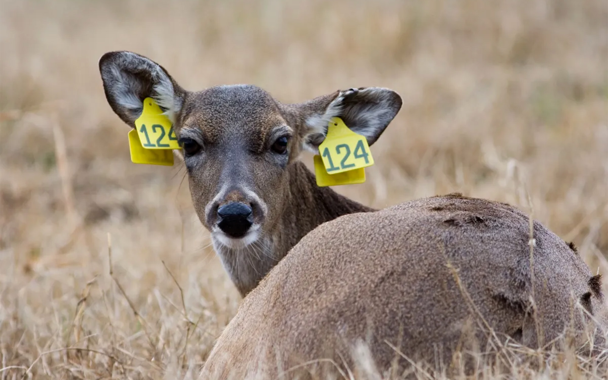 A pen-raised whitetail doe.
