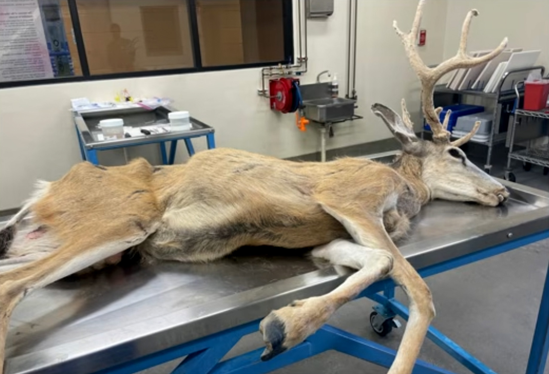 A dead mule deer.
