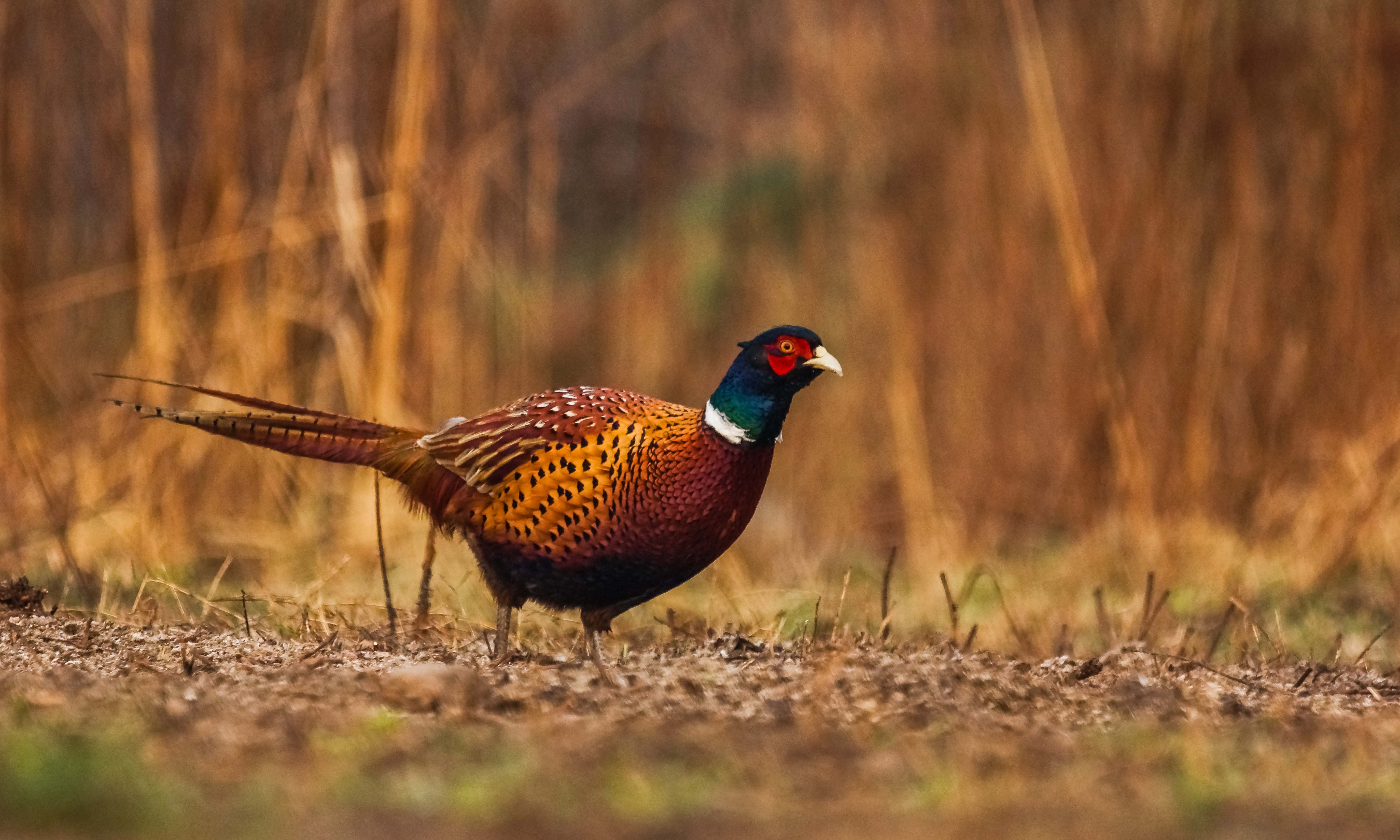 A pheasant walks along a field.