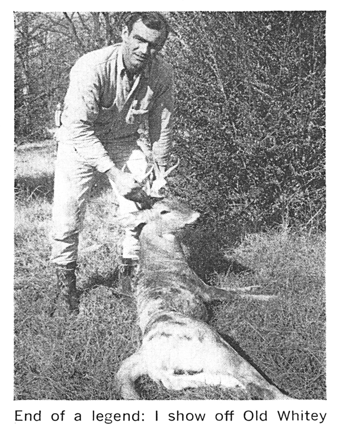 A black and white photo of a piebald buck.