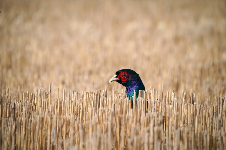 A rooster pokes his head out of stubble.