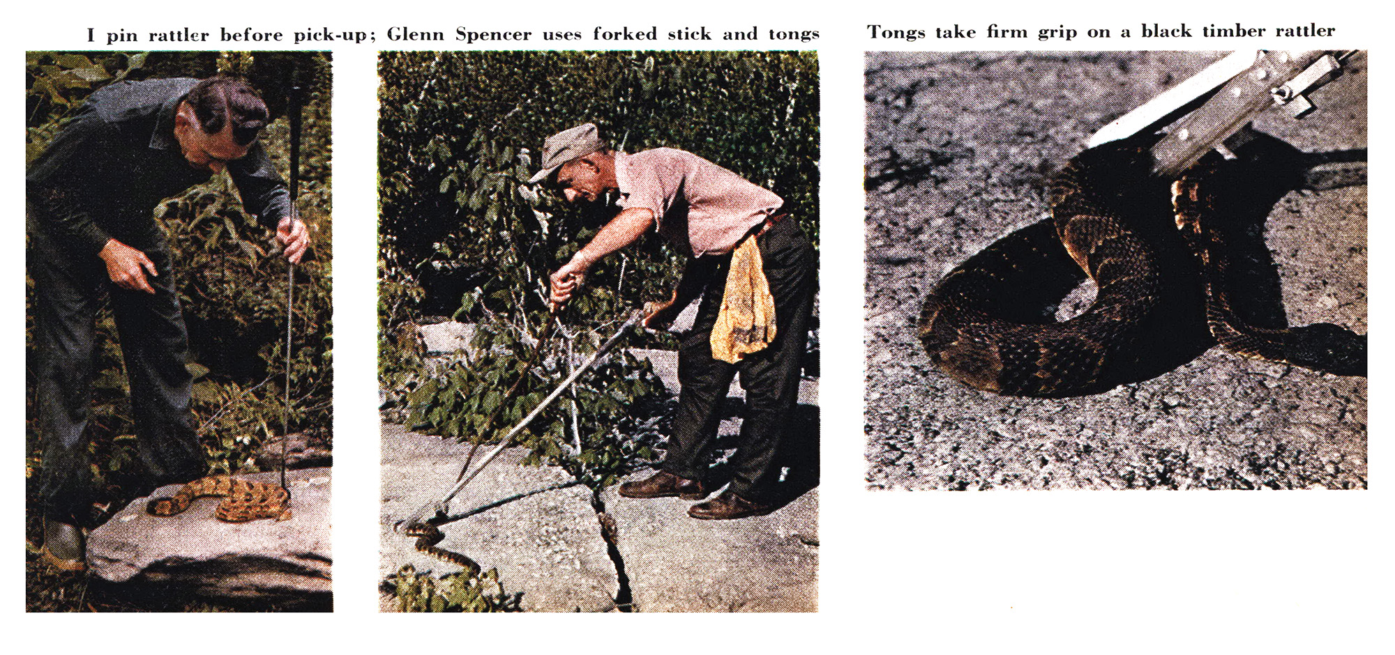 Three color photographs of catching a snake.