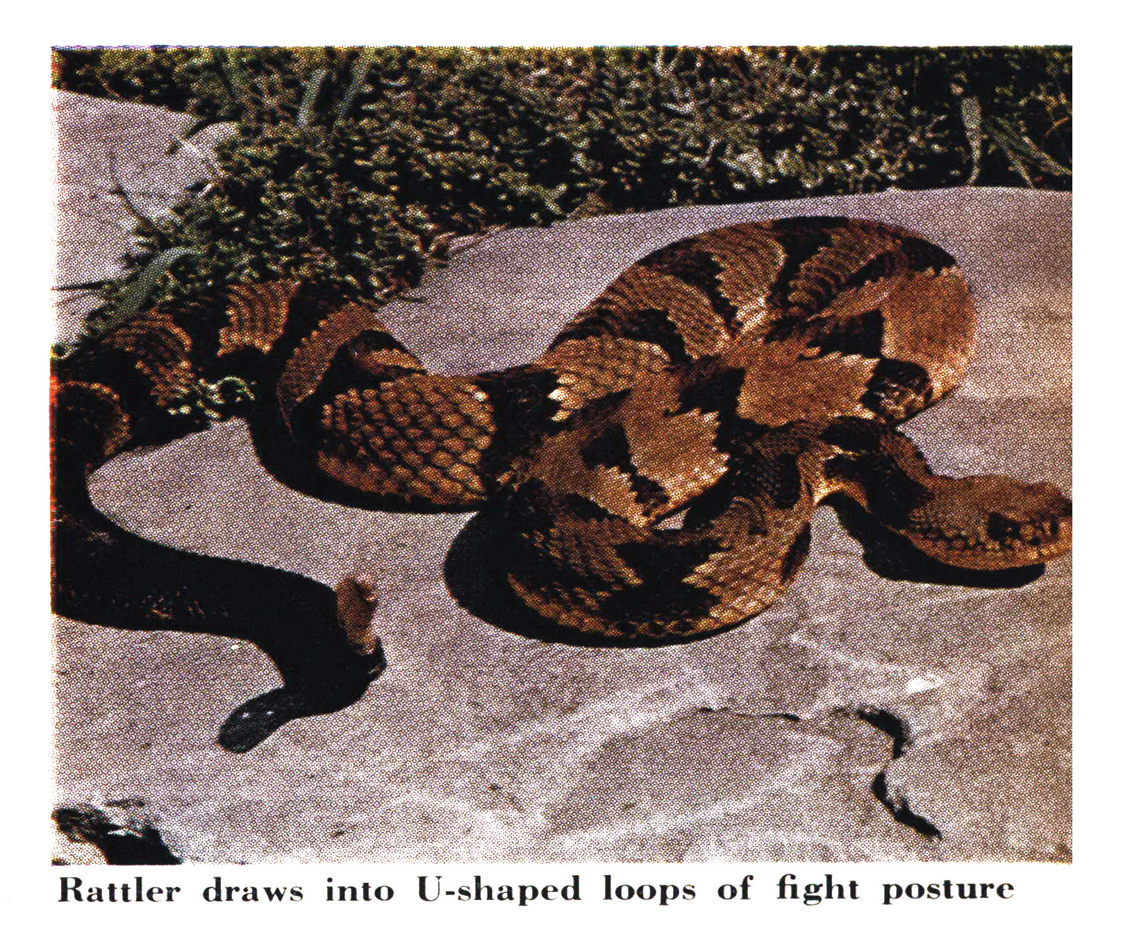 An old color photograph of a rattlesnake.