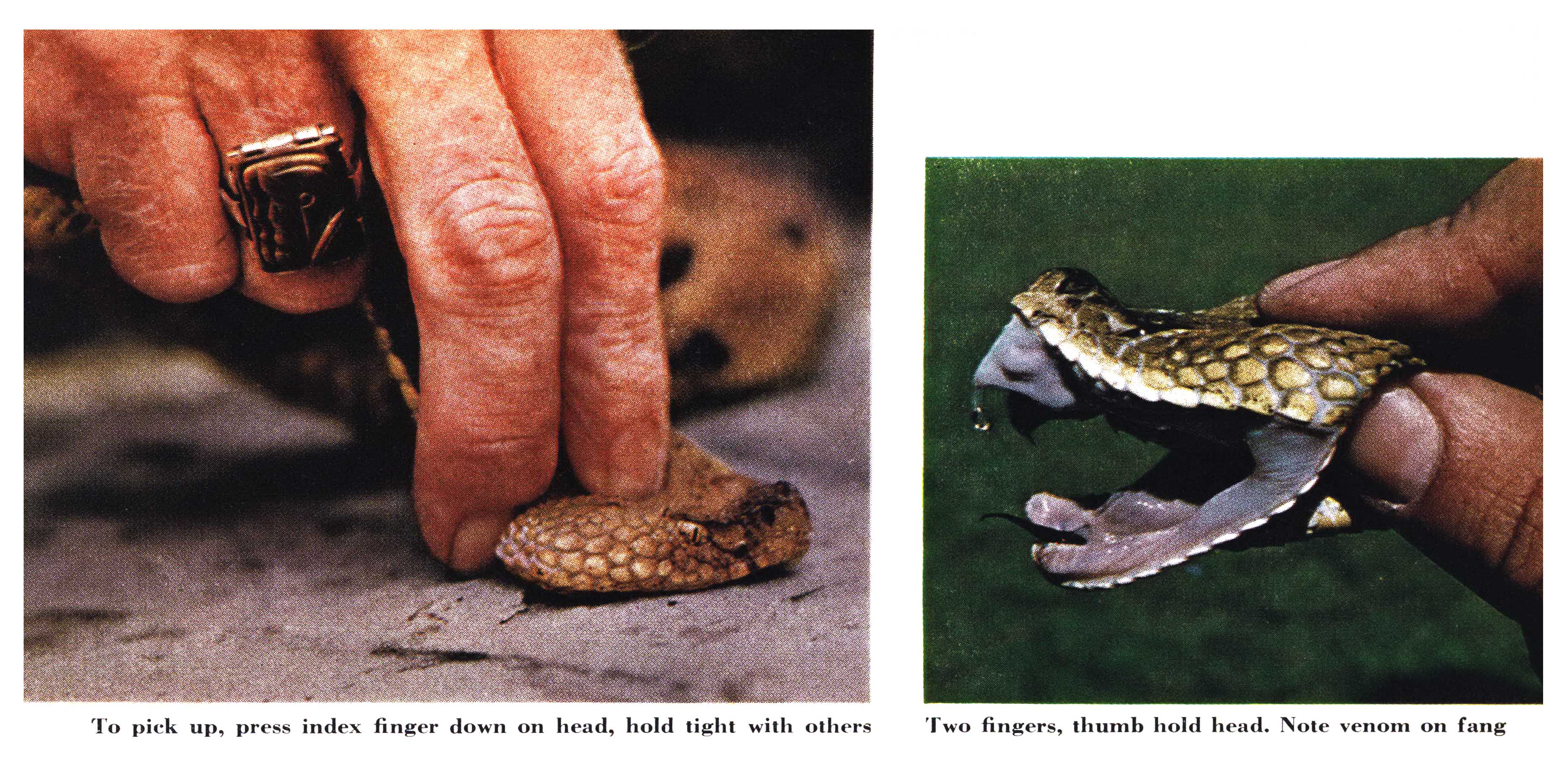 Color photos of grabbing snakes.