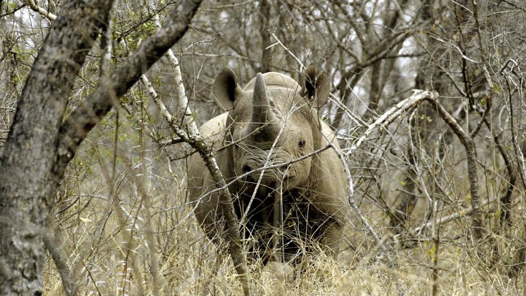A black rhino stands in the brush in South Africa.