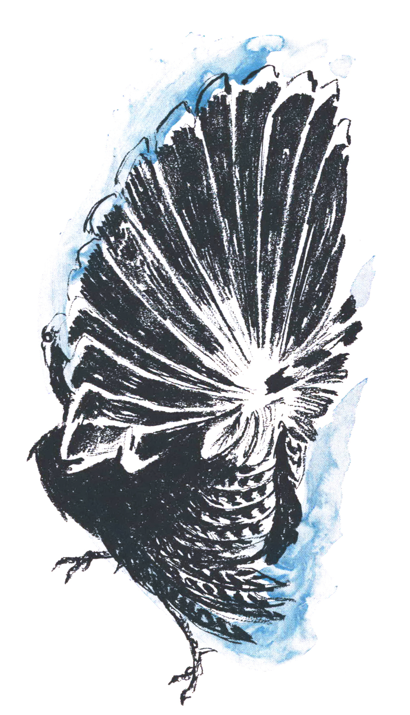 a black ink illustration of a strutting turkey