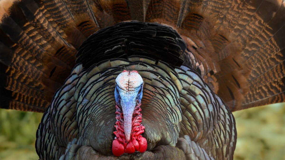 This Viral Video Shows the Ugly Side of Turkey Reaping. It’s Time to Reconsider Our Turkey Hunting Culture This Viral Video Shows the Ugly Side of Turkey Reaping. It’s Time to Reconsider Our Turkey Hunting Culture