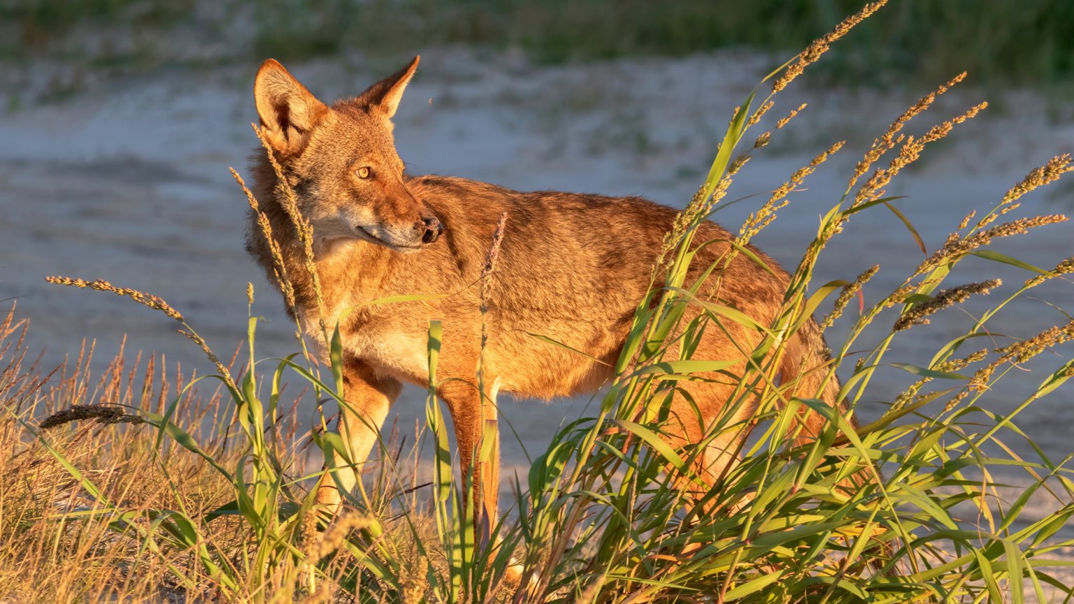 Texas Is Working to Save Its Remaining ‘Ghost Wolves,' Which Carry ...