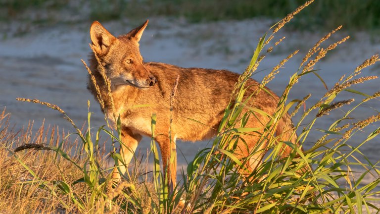 A ghost wolf on a beach in Texas.