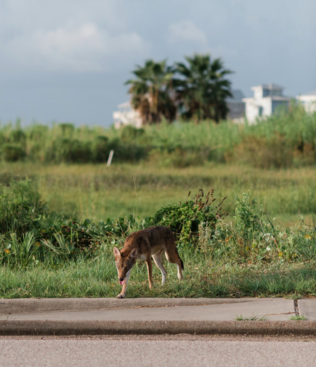 A ghost wolf crosses a highway in Galveston, Texas.