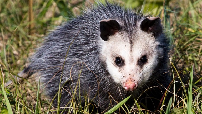 A Virginia opossum in the grass.