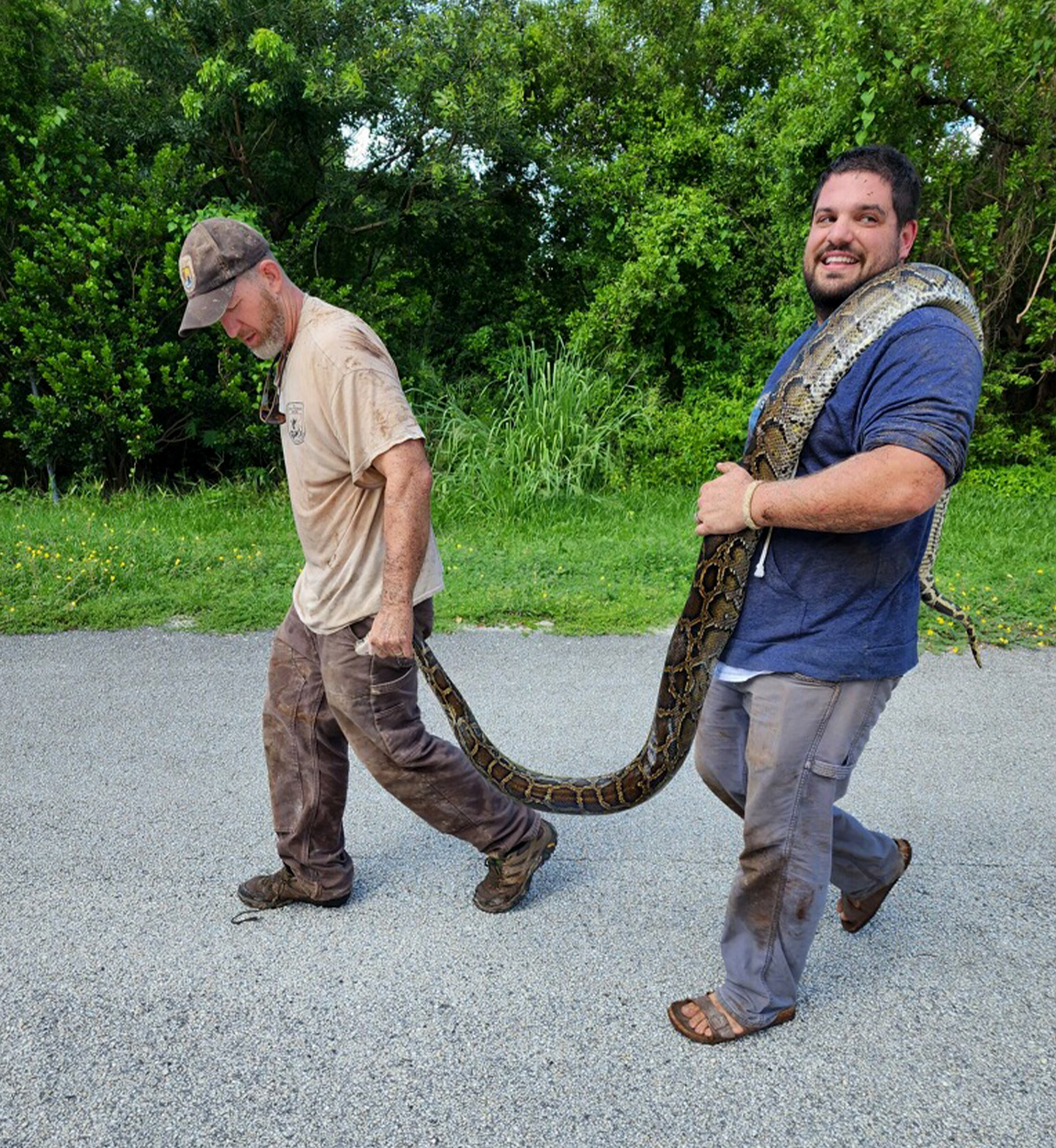 Two biologists carry a large python out of the Florida swamp.