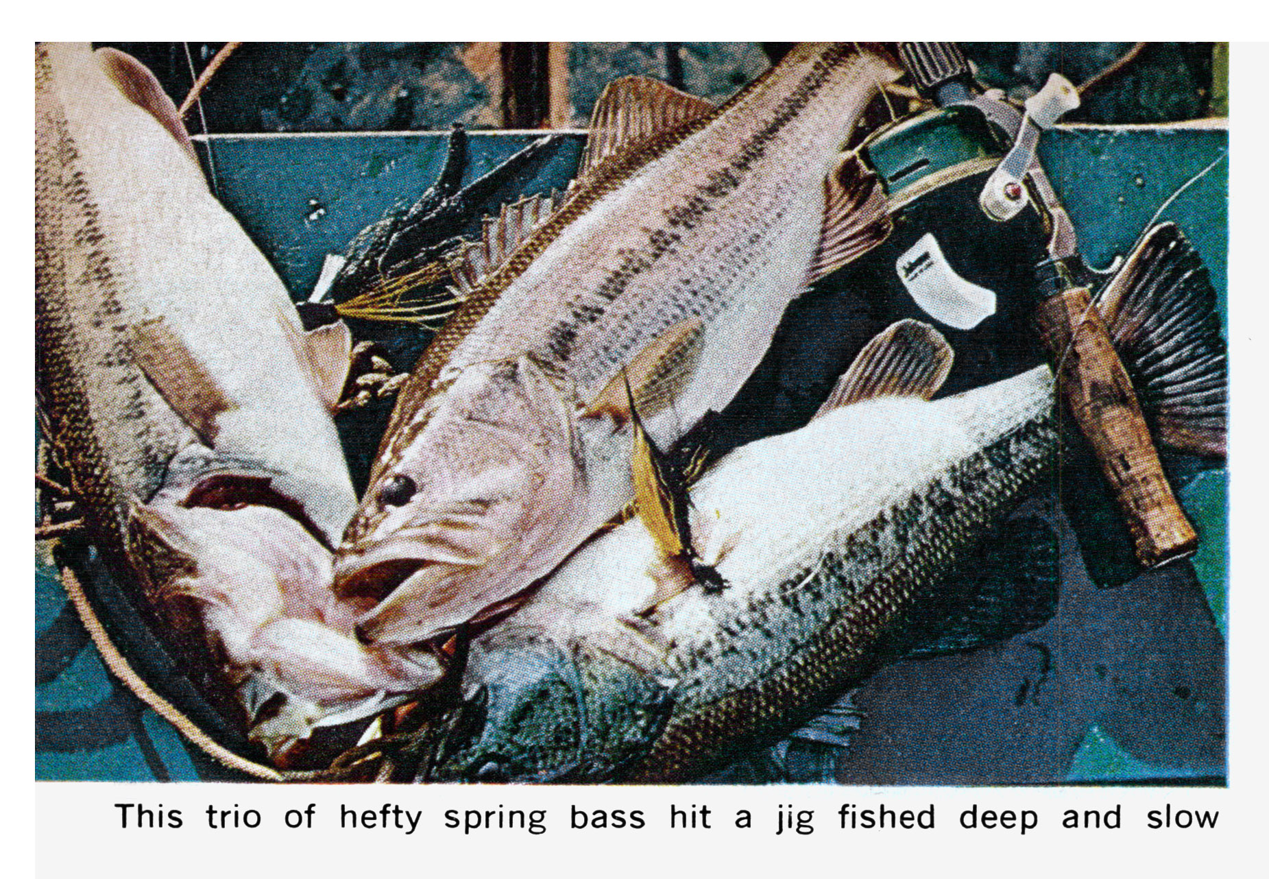 a pile of bass on a boat