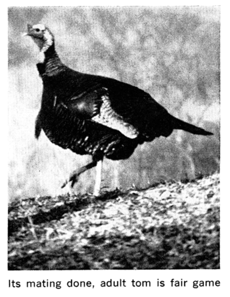 A black and white photo of a wild turkey