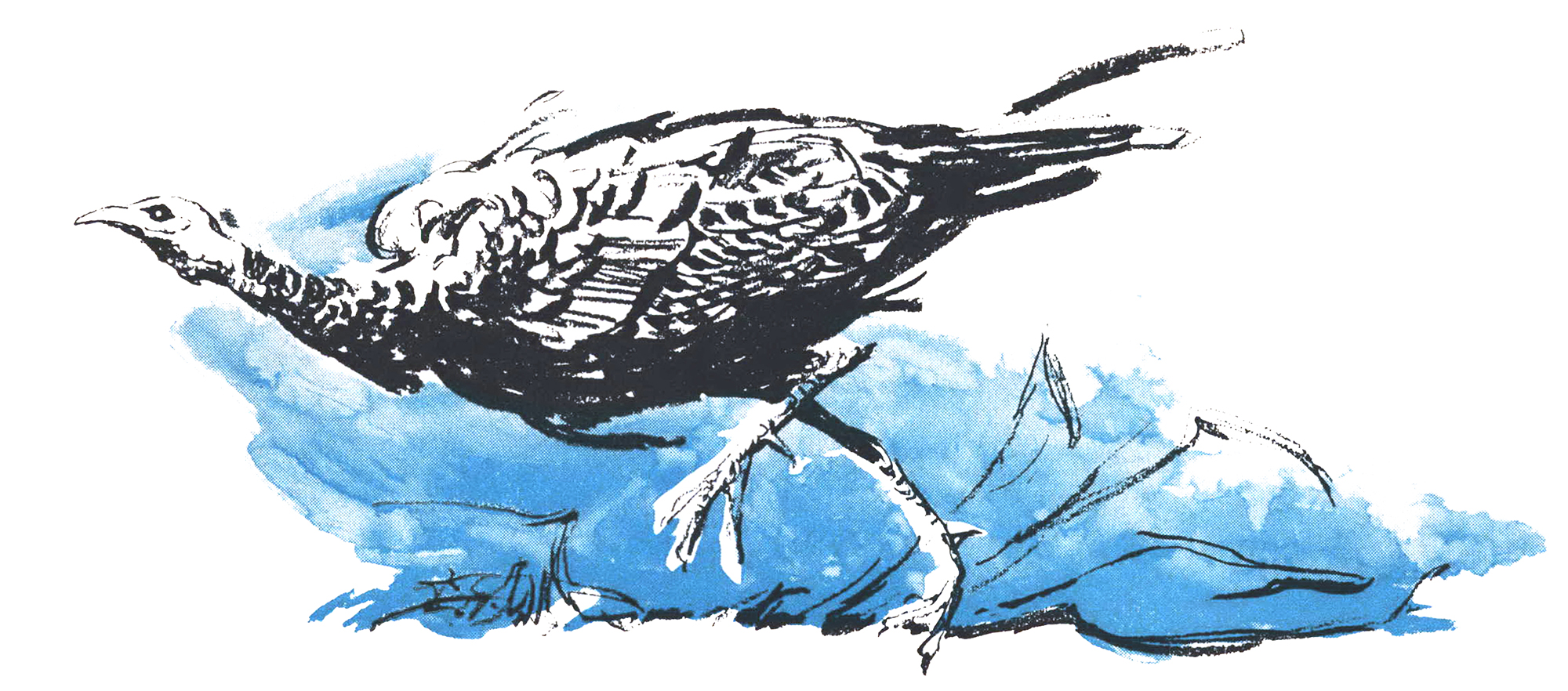 A black ink illustration of a longbeard wild turkey running with a blue background.