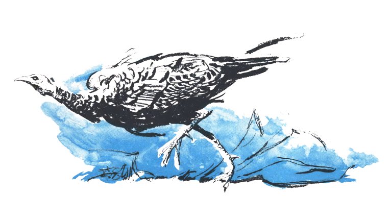 A black ink illustration of a longbeard wild turkey running with a blue background.
