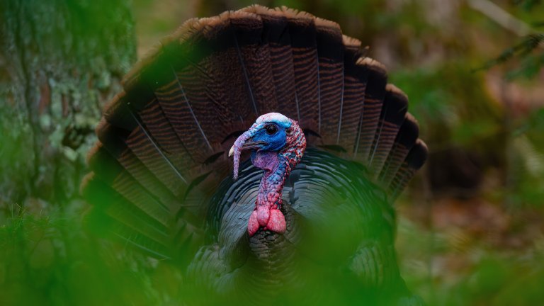 A wild turkey looks around nervously in the woods.