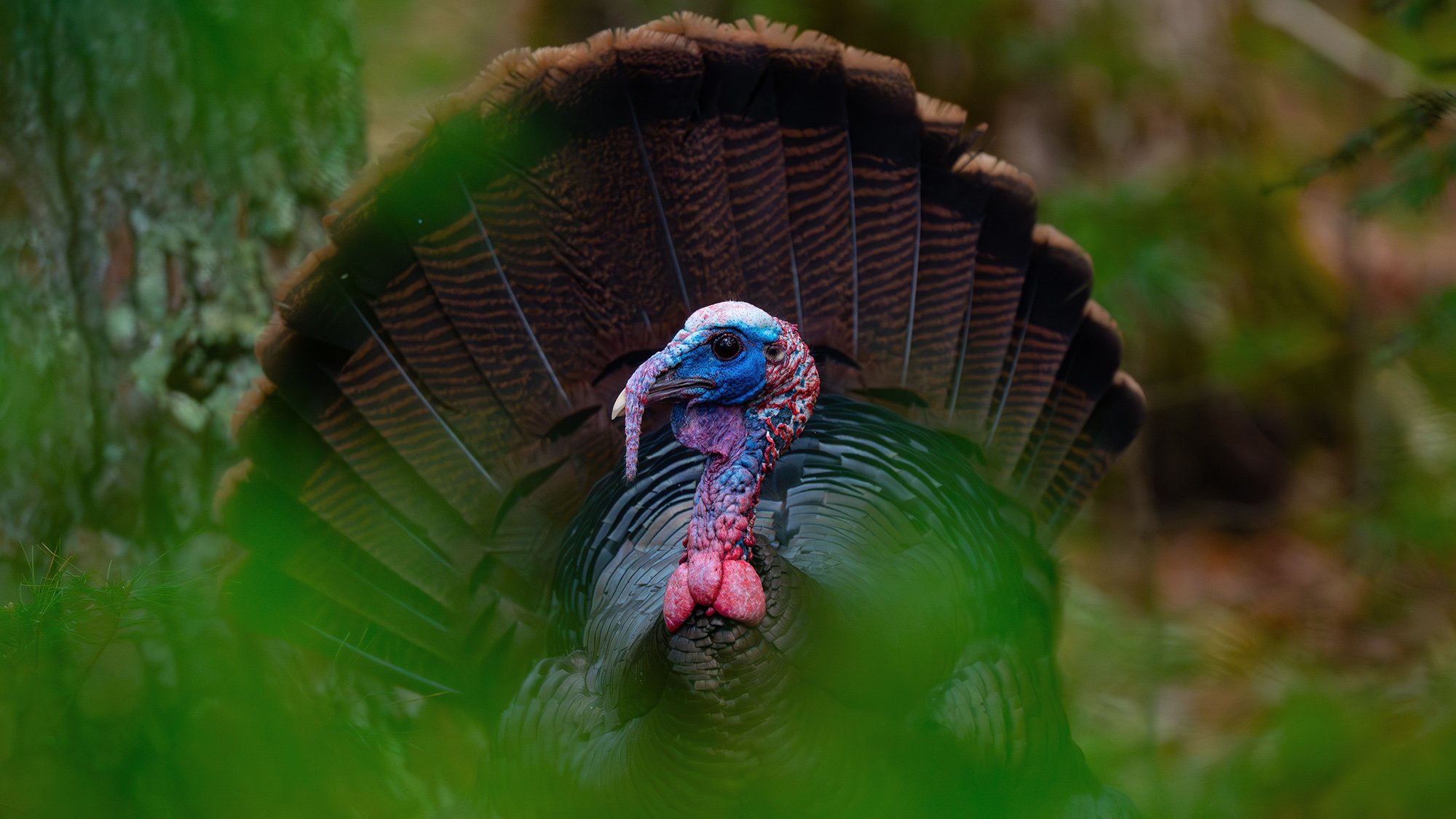 A wild turkey looks around nervously in the woods.