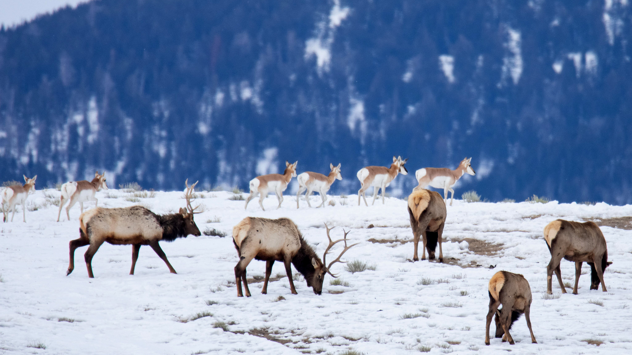 Elk and antelope in the snow.