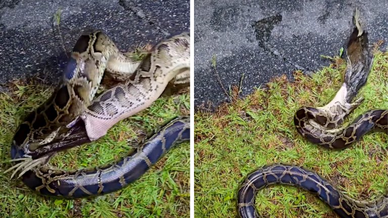 Screenshots from a video showing a python regurgitating a bird.