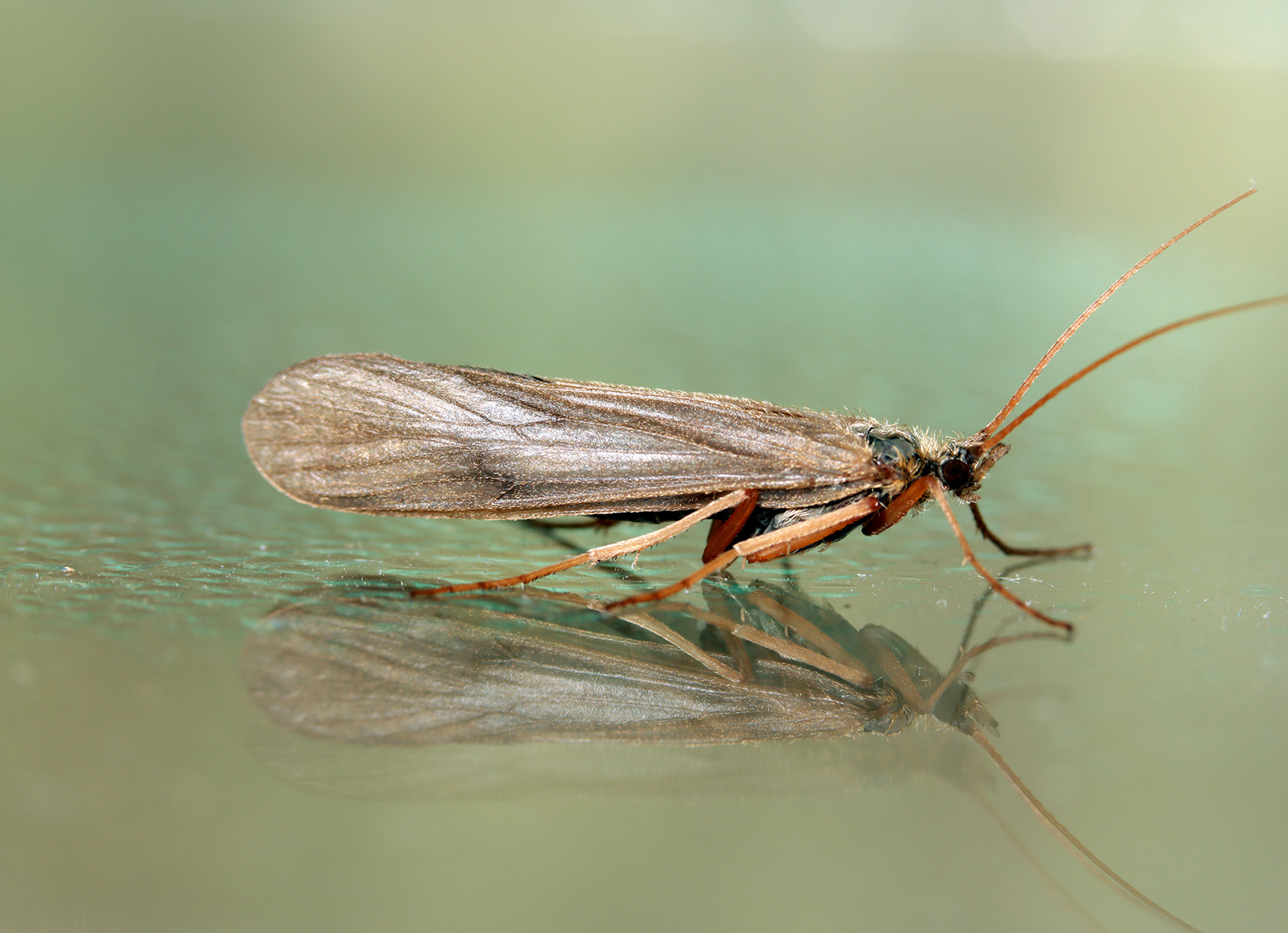 A caddisfly on the water.