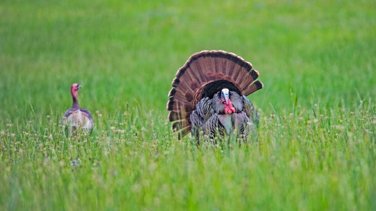 A wild turkey struts in a green spring field.
