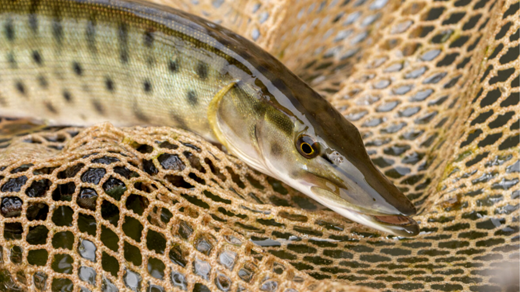A hatchery muskie in a net in Wisconsin.
