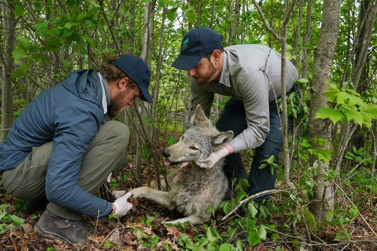 fitting a gray wolf with a gps collar
