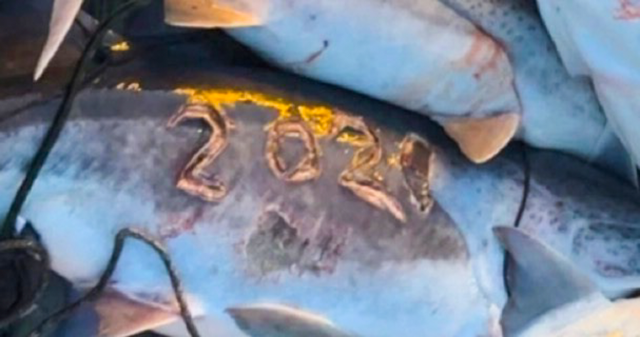 Numbers carved on a fish