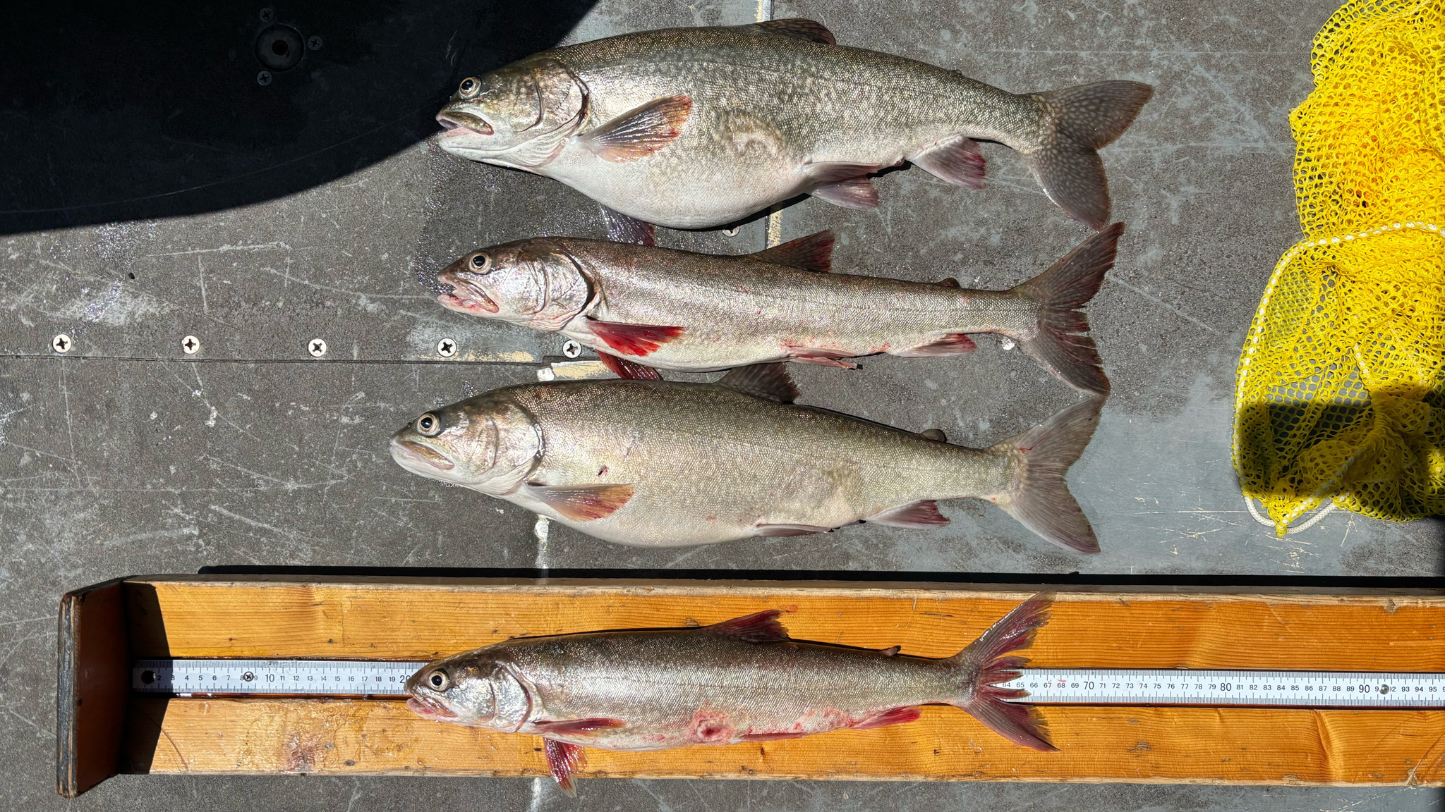 four lake trout, including emaciated zombie trout