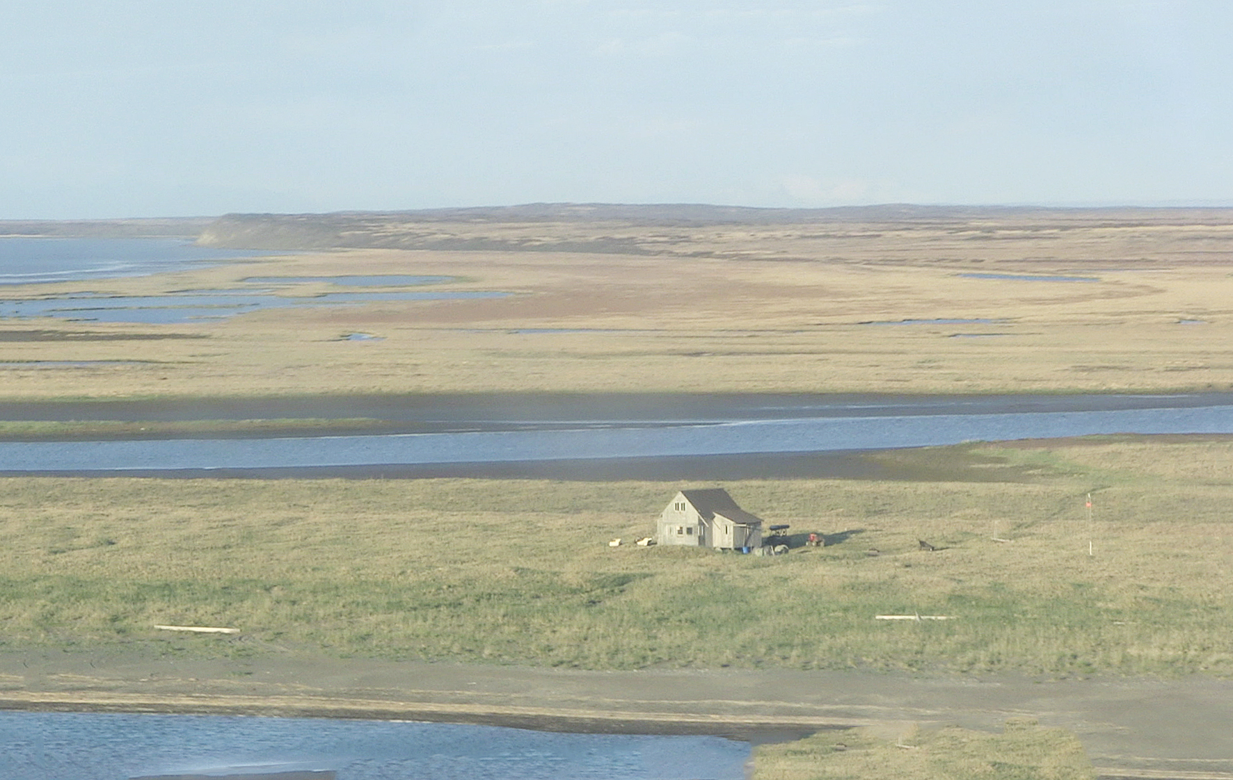 brown bear hunt